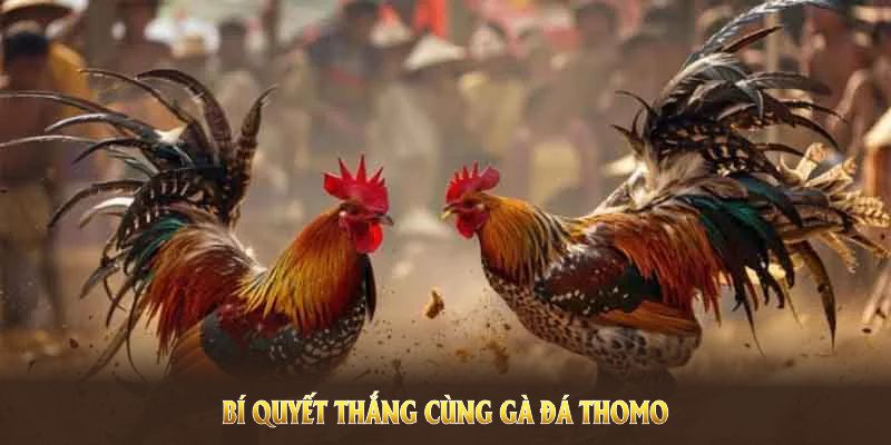 Khám phá bí quyết thắng cùng Gà đá Thomo để nắm bắt cơ hội