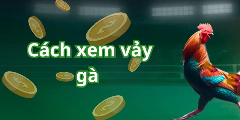 cách xem vảy gà đá