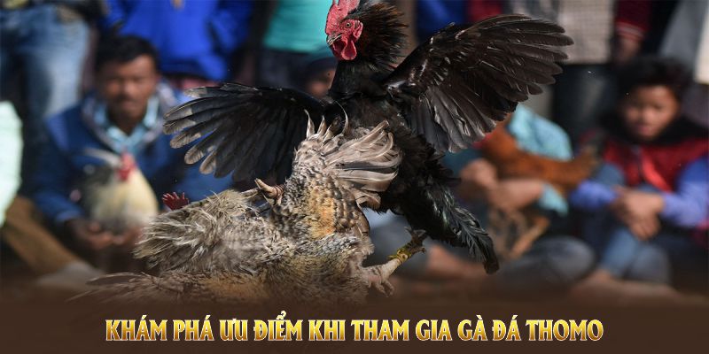 Khám phá ưu điểm khi tham gia Gà đá Thomo trên nền tảng ZBET